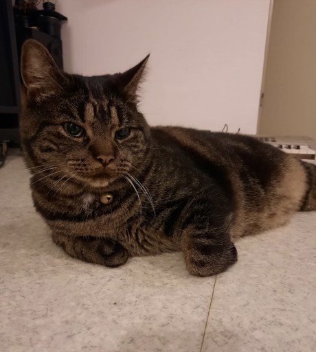 Kat Europese korthaar of huiskat