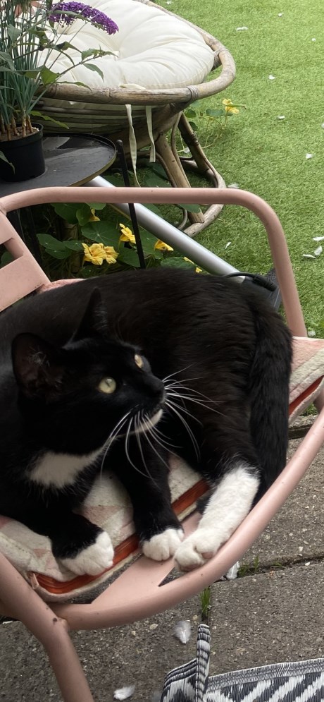 Kat Europese korthaar of huiskat