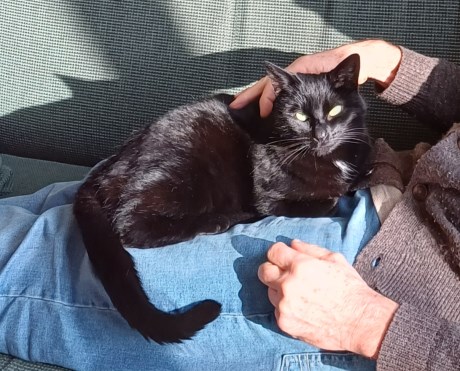 Kat Europese korthaar of huiskat