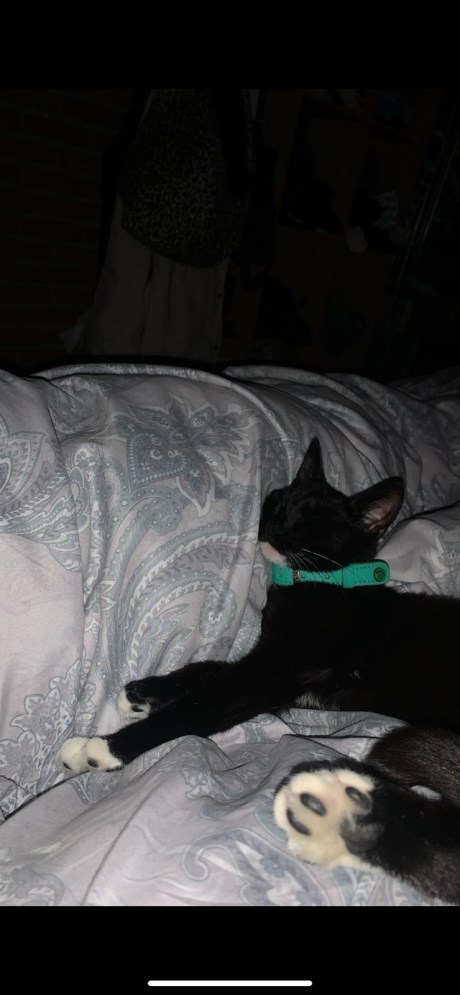 Kat Europese korthaar of huiskat