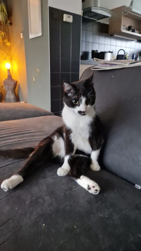 Kat Europese korthaar of huiskat