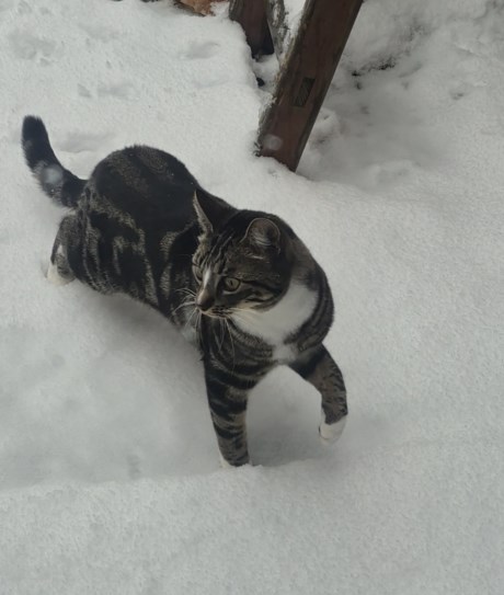 Kat Europese korthaar of huiskat