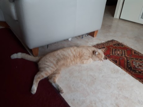 Kat Europese korthaar of huiskat