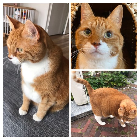 Kat Europese korthaar of huiskat