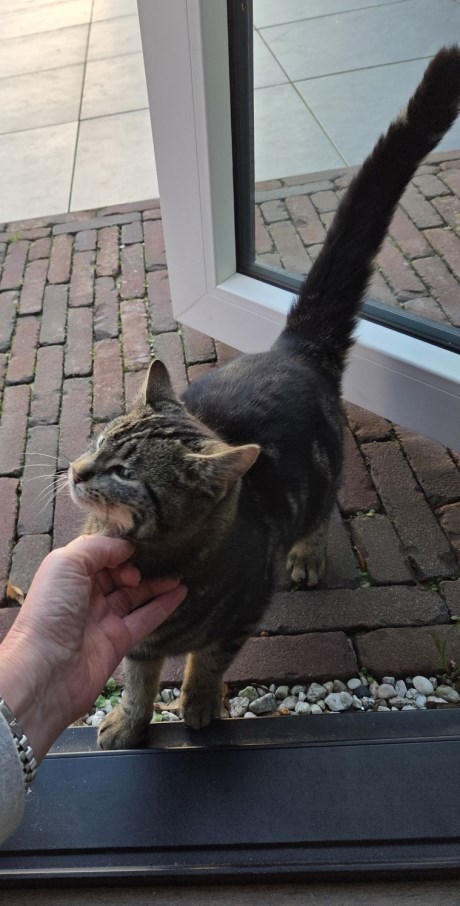 Kat Europese korthaar of huiskat