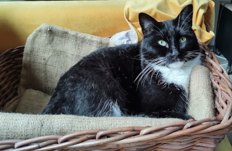 Kat Europese korthaar of huiskat