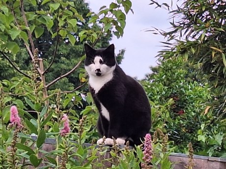 Kat Europese korthaar of huiskat