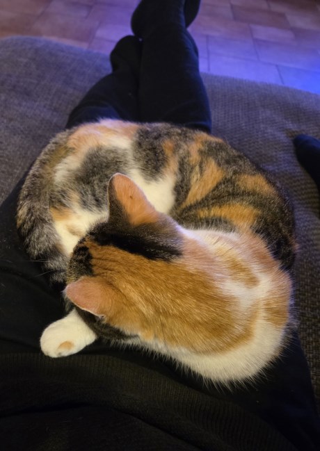 Kat Europese korthaar of huiskat