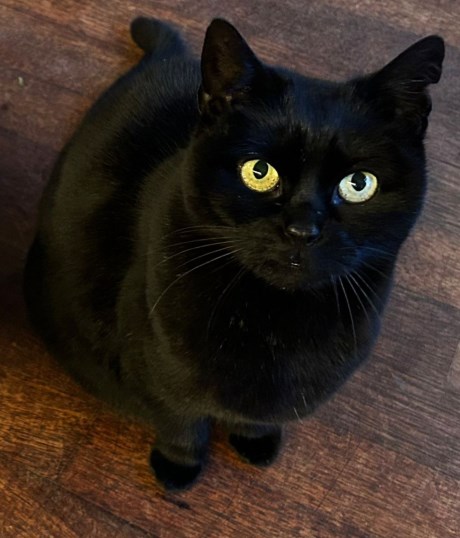 Kat Europese korthaar of huiskat