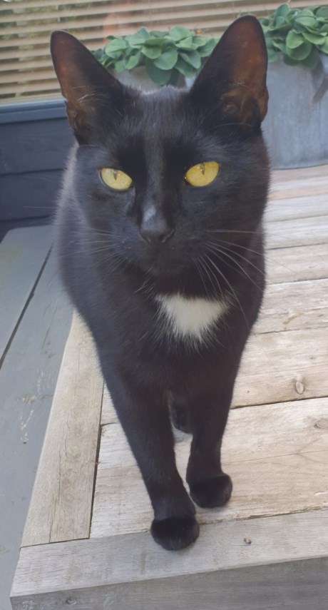 Kat Europese korthaar of huiskat