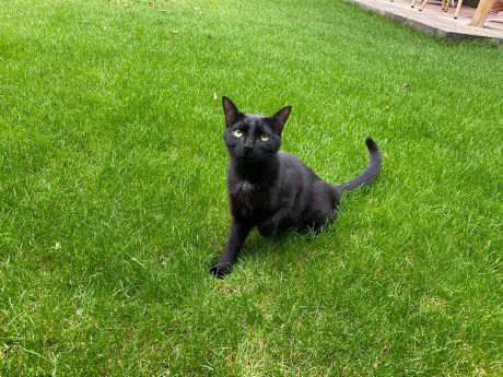 Kat Europese korthaar of huiskat