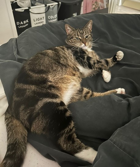 Kat Europese korthaar of huiskat