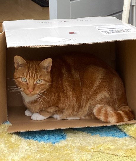 Kat Europese korthaar of huiskat