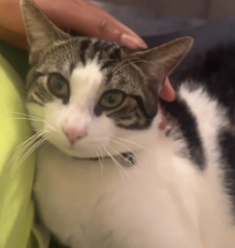 Kat Europese korthaar of huiskat