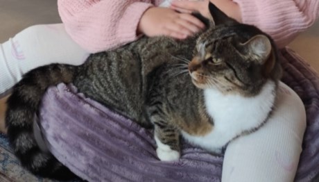 Kat Europese korthaar of huiskat