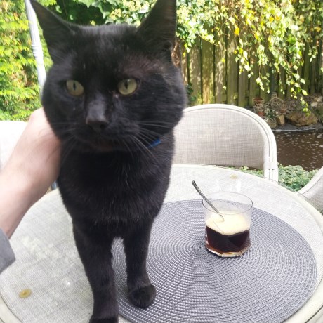 Kat Europese korthaar of huiskat