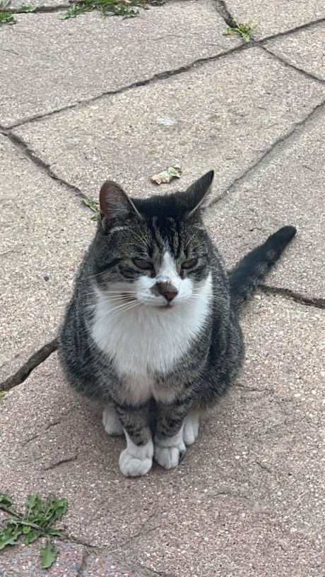 Kat Europese korthaar of huiskat