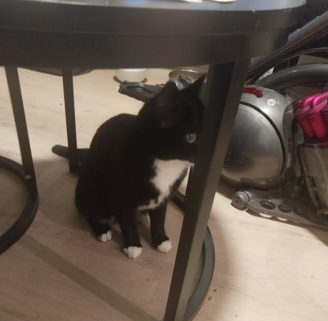 Kat Europese korthaar of huiskat