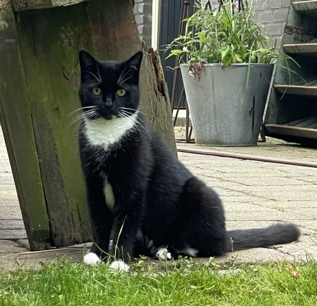 Kat Europese korthaar of huiskat