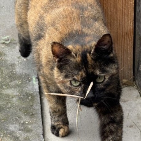 Kat Europese korthaar of huiskat