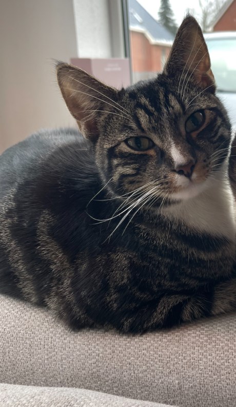 Kat Europese korthaar of huiskat