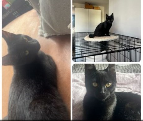 Kat Europese korthaar of huiskat