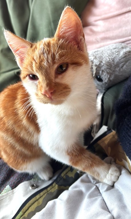 Kat Europese korthaar of huiskat