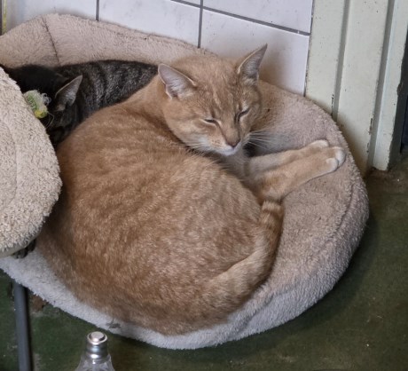 Kat Europese korthaar of huiskat