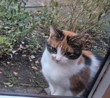 Kat Europese korthaar of huiskat