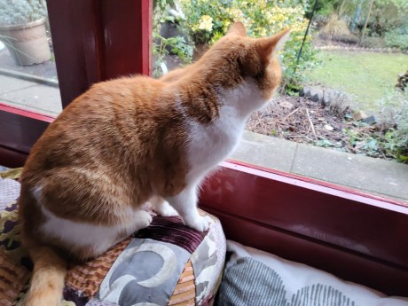 Kat Europese korthaar of huiskat