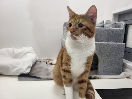 Kat Europese korthaar of huiskat