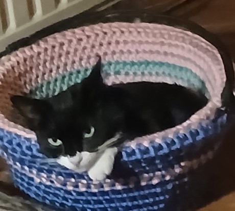 Kat Europese korthaar of huiskat