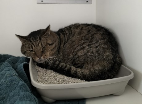 Kat Europese korthaar of huiskat