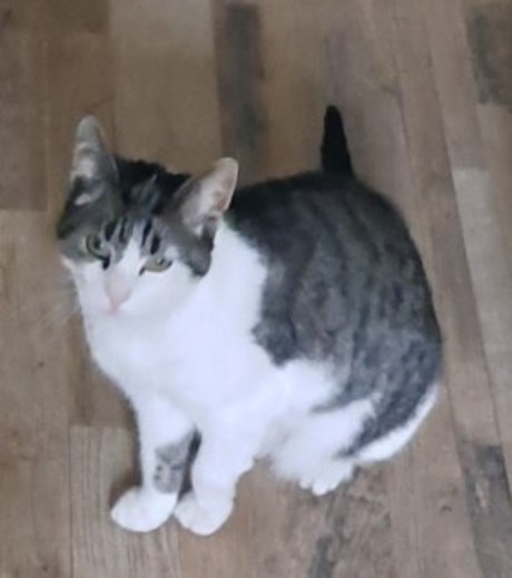 Kat Europese korthaar of huiskat