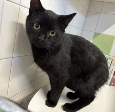 Kat Europese korthaar of huiskat