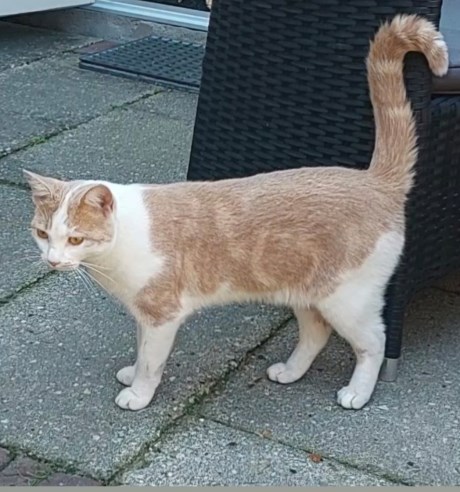 Kat Europese korthaar of huiskat