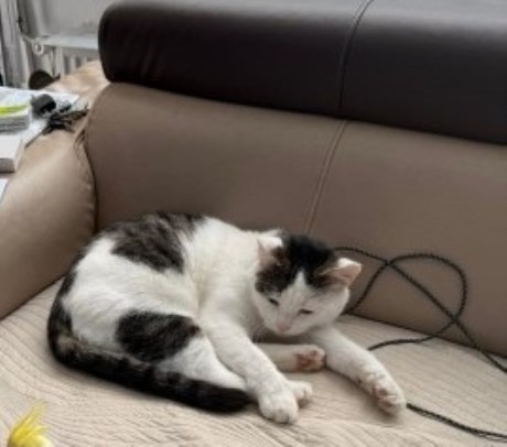 Kat Europese korthaar of huiskat