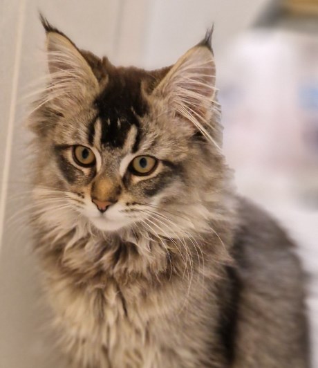Kat Maine Coon