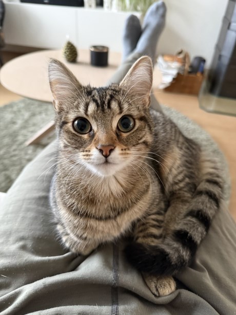 Kat Europese korthaar of huiskat