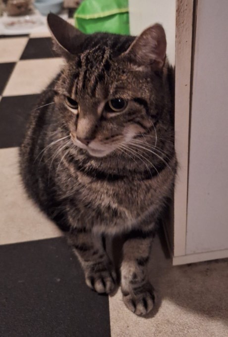 Kat Europese korthaar of huiskat