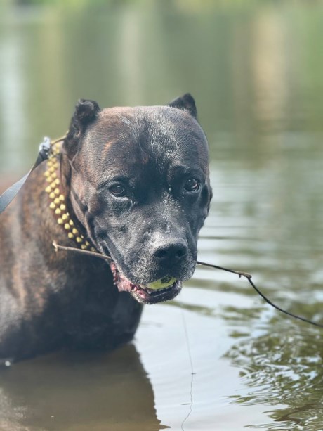 Hond Cane corso