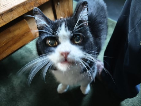 Kat Europese korthaar of huiskat