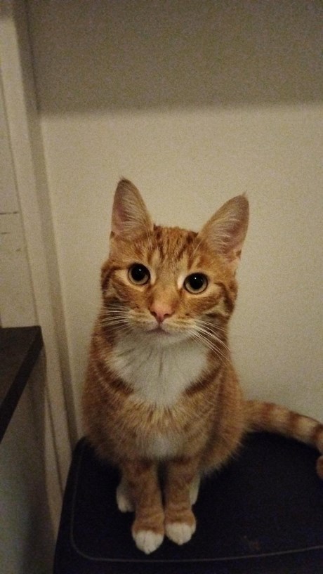 Kat Europese korthaar of huiskat