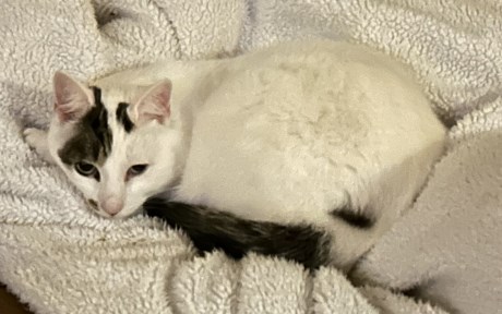 Kat Europese korthaar of huiskat