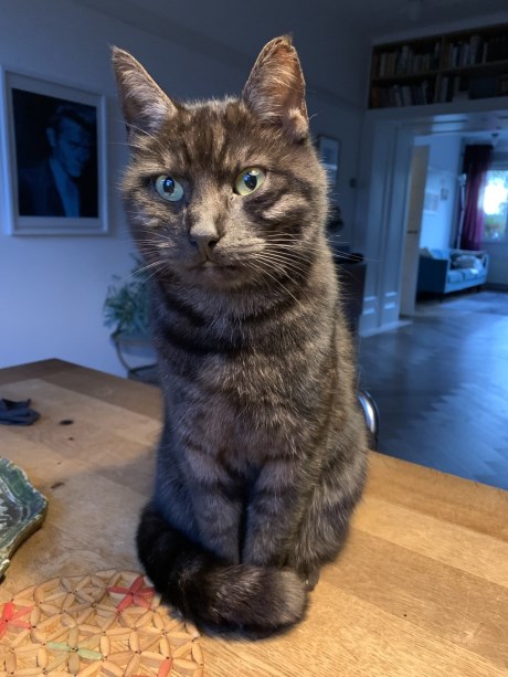 Kat Europese korthaar of huiskat