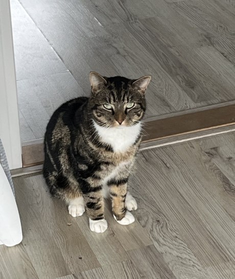 Kat Europese korthaar of huiskat