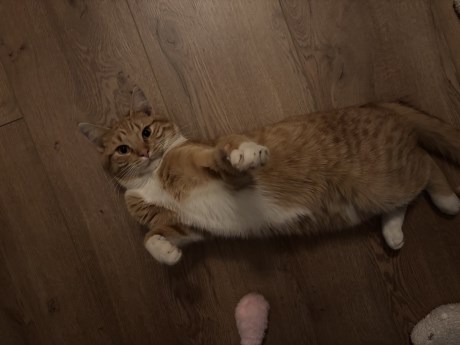 Kat Europese korthaar of huiskat