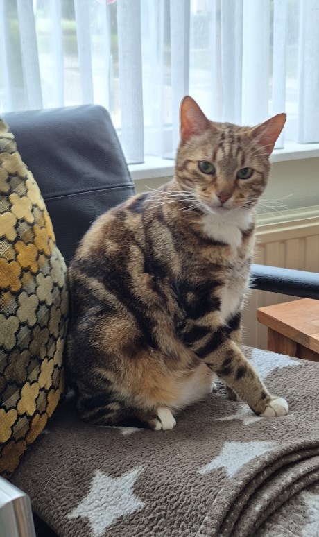 Kat Europese korthaar of huiskat