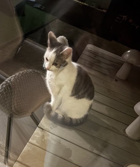 Kat Europese korthaar of huiskat