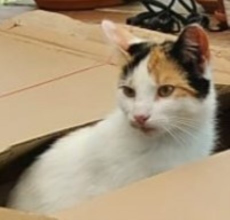 Kat Europese korthaar of huiskat